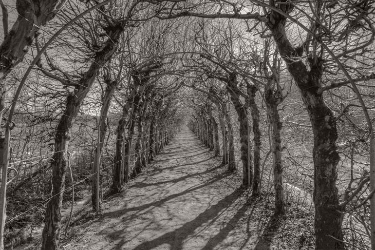 Charmille du Haut-Marêt