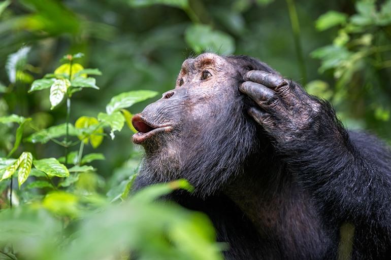 Chimpansee in het Kibale National Park