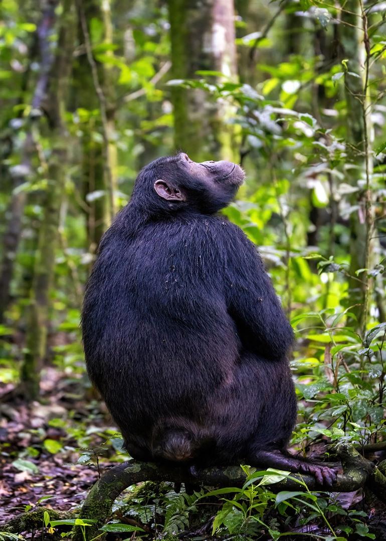 Chimpansee spotten in het Kibale National Park