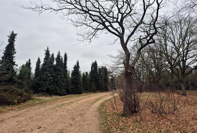 Clingse Bossen, Niemandsland wandelroute