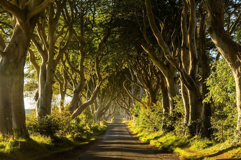 Dark Hedges in Noord-Ierland