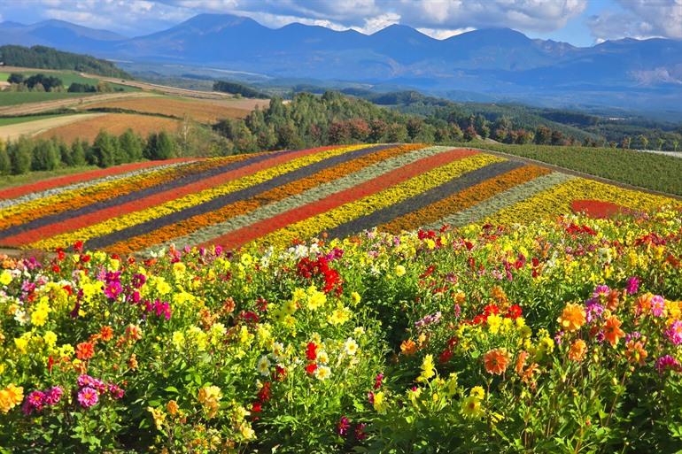 De bloemenvelden in Furano