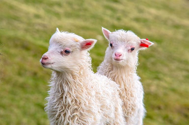 De Faeröer, ook wel de schapeneilanden genoemd