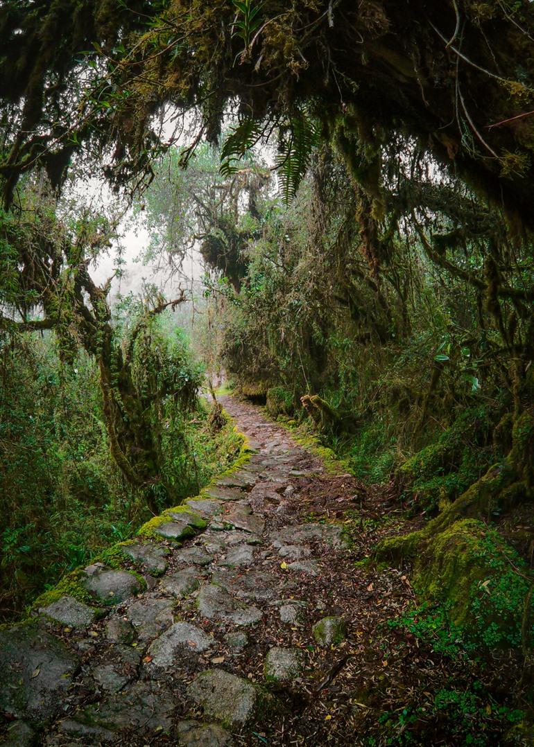 De Inca Trail door de bossen