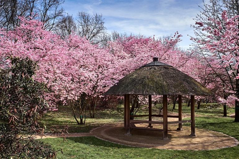 De Japanse kerselarentuin