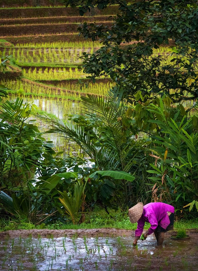 De rijstvelden van Belimbing, Bali
