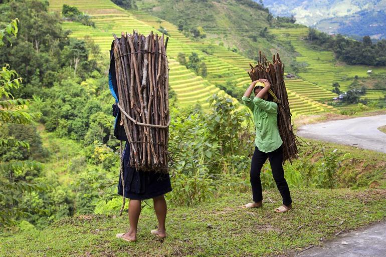 De rijstvelden van de Hoang Su Phi
