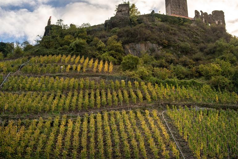De wijnranken onder het kasteel in Beilstein