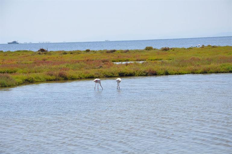 Delta de l'Ebre in Tarragona, Catalonië