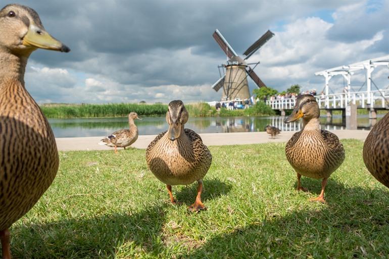 Dieren kijken bij Kinderdijk