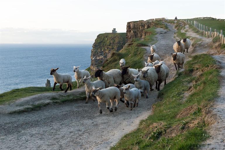 Dieren spotten bij de kliffen van Moher, Ierland
