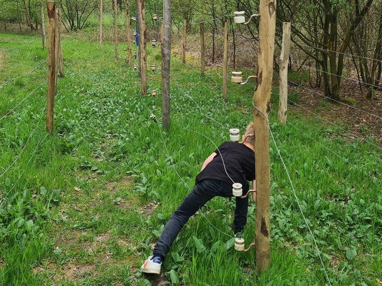 Dodendraad aan de Kalmthoutse Heide