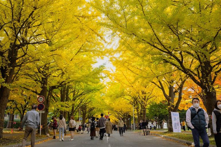Drukke straten rond Hokkaido University