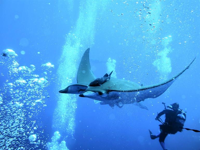 Duiken op het eiland Santa Maria