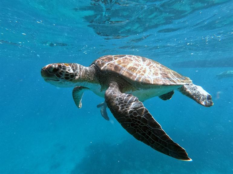 Duiken op het eiland São Vicente, Kaapverdië