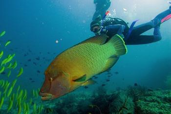 Duiken op Kaapverdië
