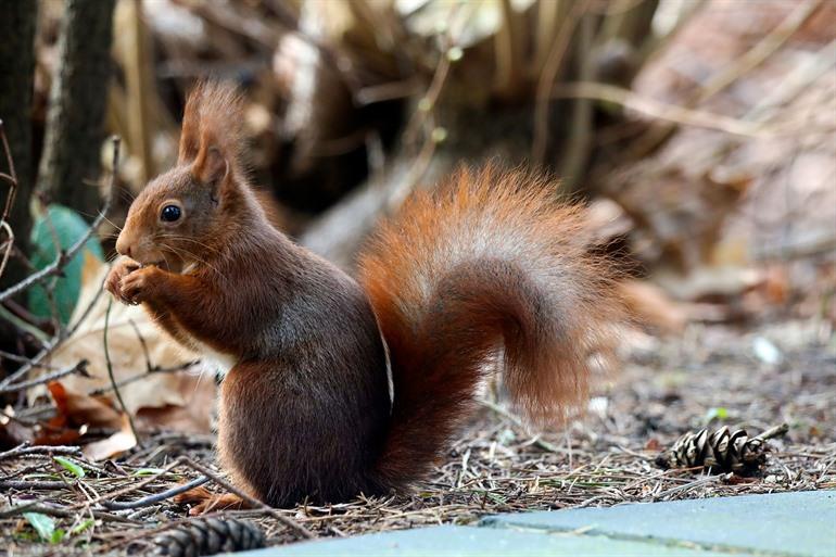 Eekhoorntjes spotten op de Veluwe
