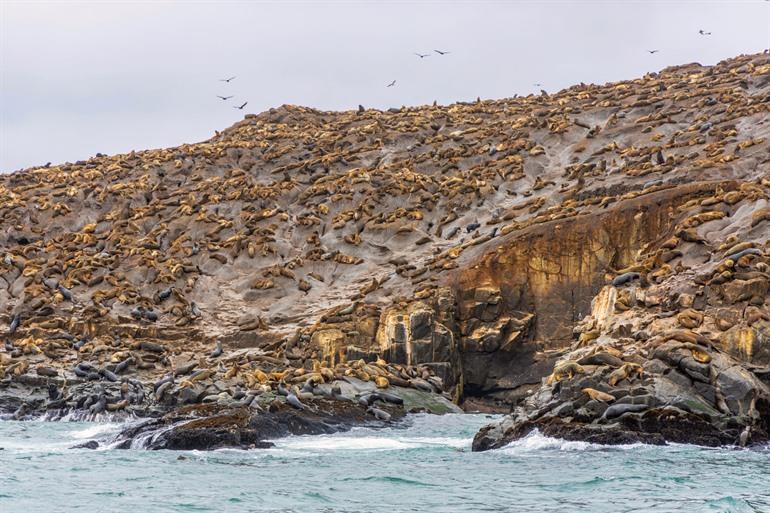 Een kolonie zeeleeuwen op het eiland Palomino