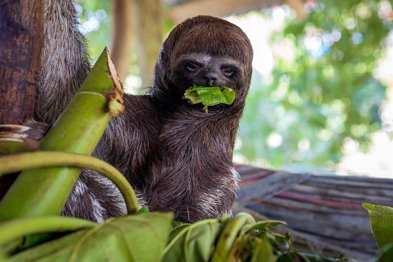 Een luiaard in het Amazonegebied rond Iquitos