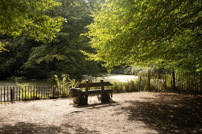 Eendeput in Buggenhoutbos