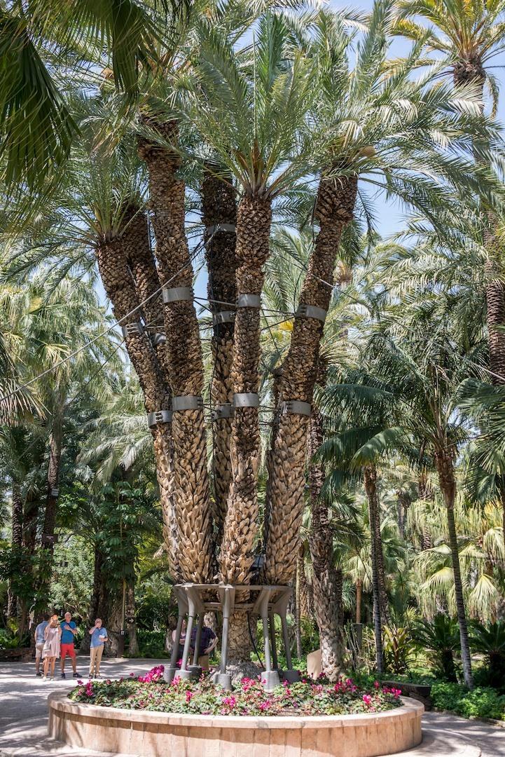 El Huerto del Cura keizerlijke boom