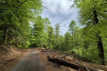 Etappe 3 - Transardennaise: Saint-Hubert naar Nassogne 