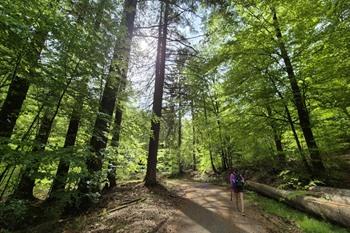 Etappe 3 - Transardennaise: Saint-Hubert naar Nassogne 