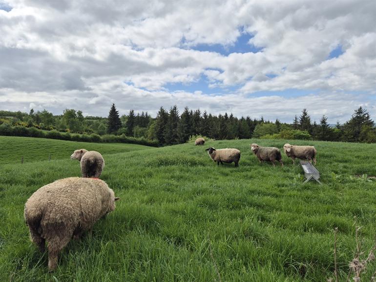 Etappe 4 - Transardennaise: Nassogne - Mirwart