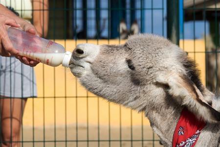 Ezels voederen in het Donkey Sanctuary Bonaire