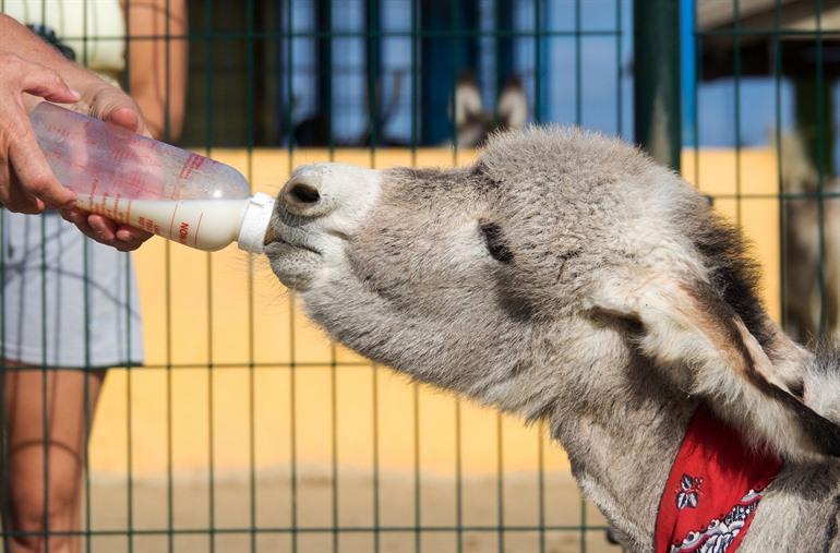 Ezels voederen in het Donkey Sanctuary Bonaire