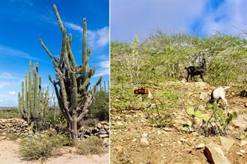 Fauna en flora in het Arikok Nationaal Park, Aruba