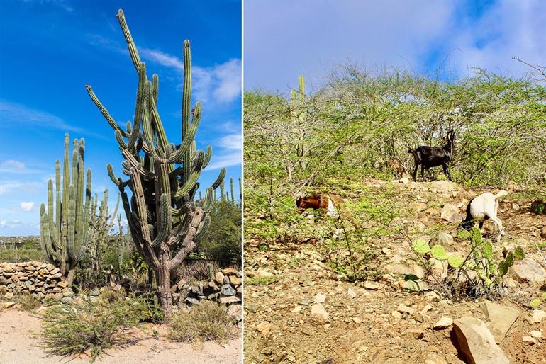 Fauna en flora in het Arikok Nationaal Park, Aruba