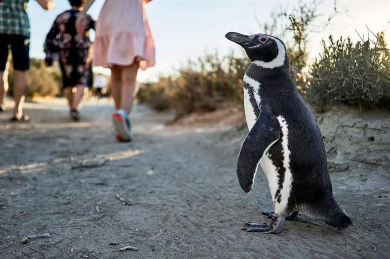 Ga op een begeleide tour naar Isla Martillo