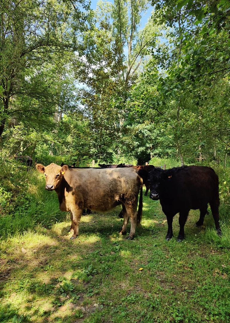 Galloways tijdens je wandeling door de Wellemeersen