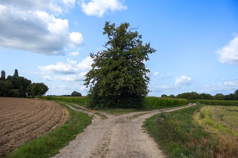 Gekandelaarde Lindeboom met boomkapel op de Oosterzele Bunkerroute