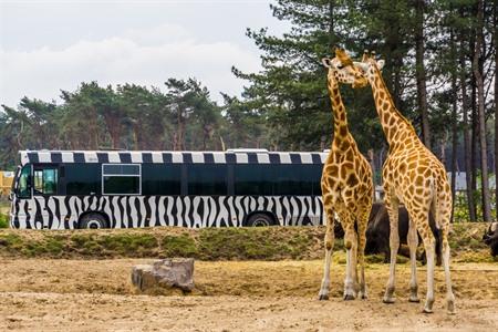 Geniet van een safari tijdens een verblijf in Safaripark Beekse Bergen