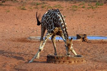 Giraf bij een van de waterpoelen in het Waterberg Plateau NP