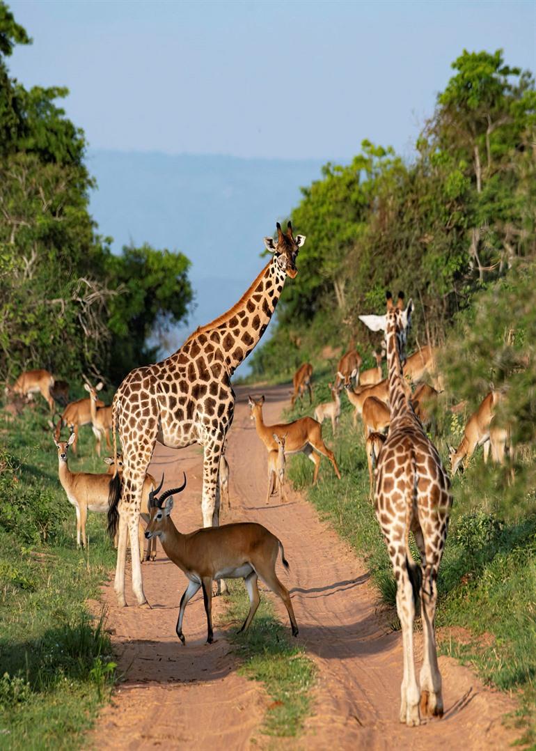 Giraffen spotten in het Murchison Falls