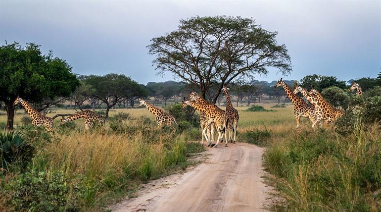 Giraffen spotten tijdens een safari in het Kidepo National Park