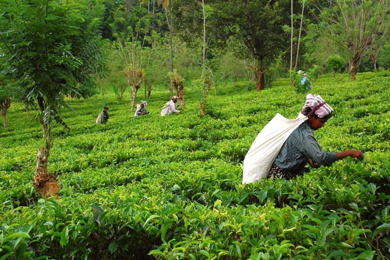 Giragama Tea Plantation