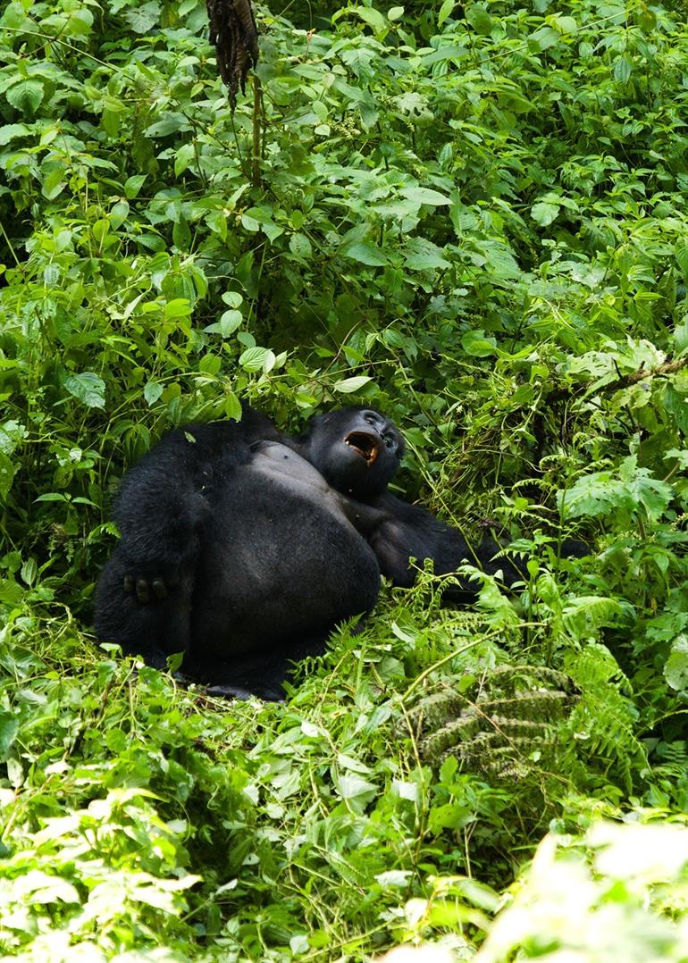 Gorilla's in hun natuurlijke habitat spotten in Oeganda