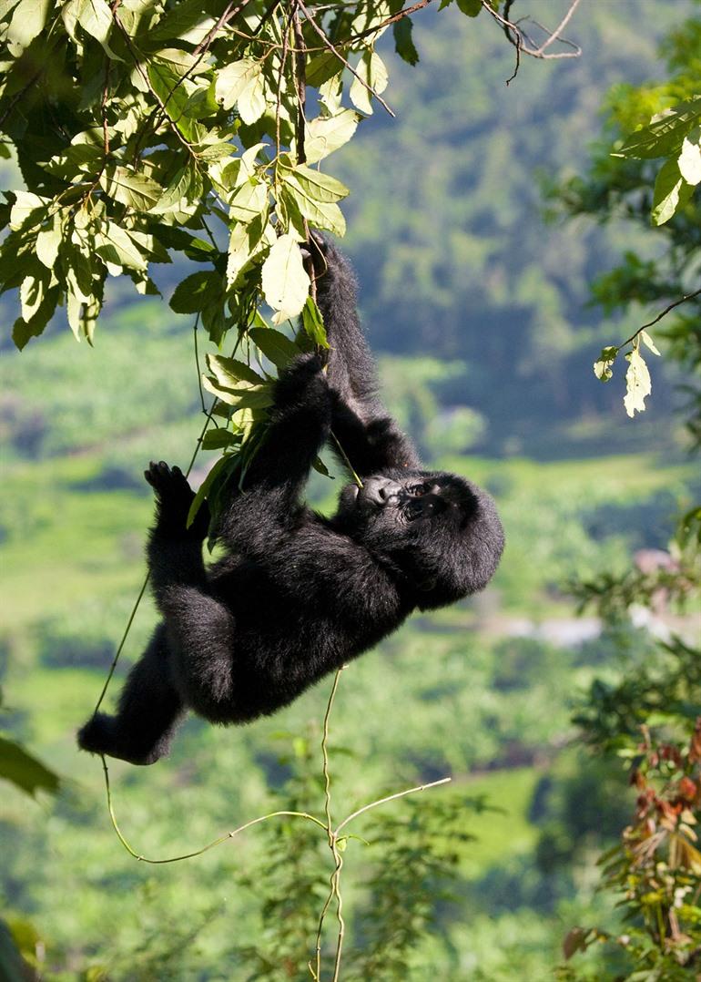 Gorilla's in hun natuurlijke habitat spotten in Oeganda