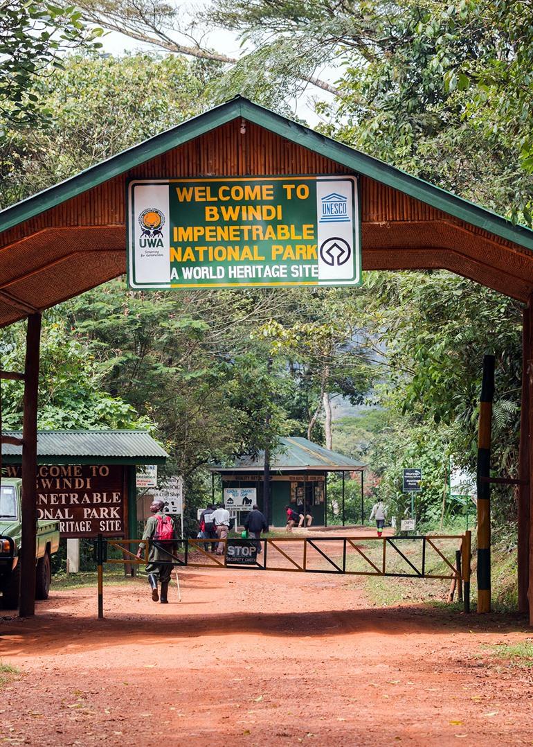 Gorilla's spotten in het Bwindi Impenetrable Forest 