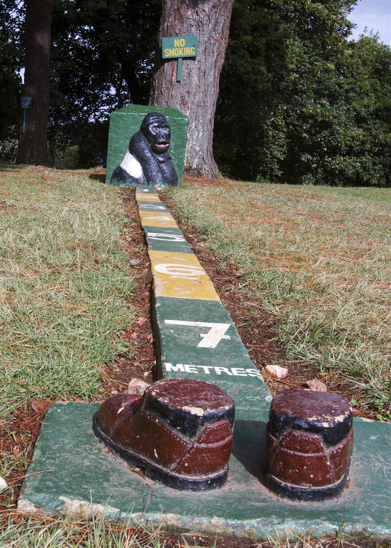 Gorilla's spotten in het Bwindi Impenetrable Forest 