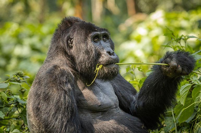 Gorilla trekking in Bwindi, Oeganda