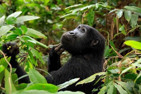 Gorilla trekking in Oeganda: hoe werkt het en waar kan je berggorilla's spotten? Alle info & tips