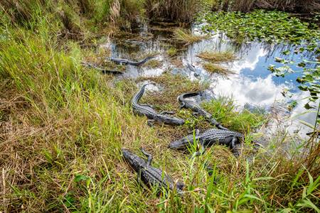 Gumbo Limbo Trail