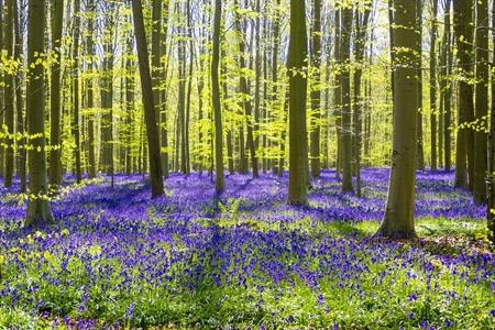 Hallerbos