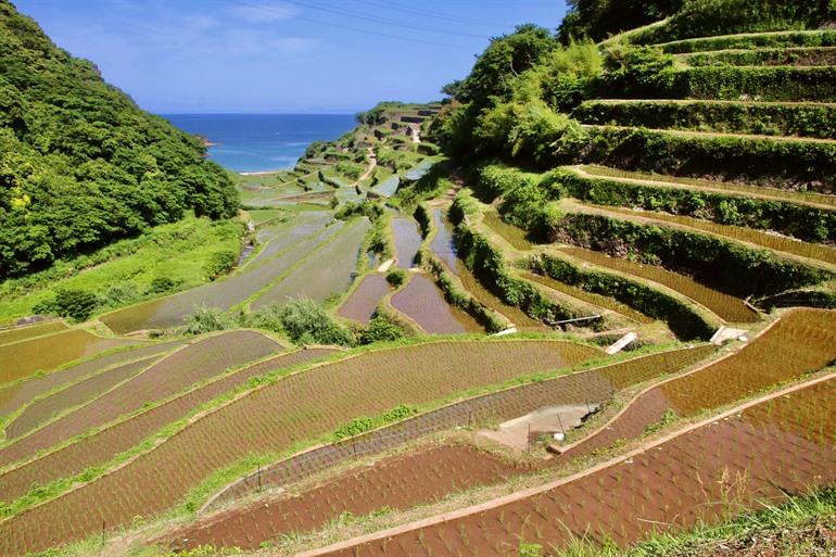 Hamanoura Rice Terraces