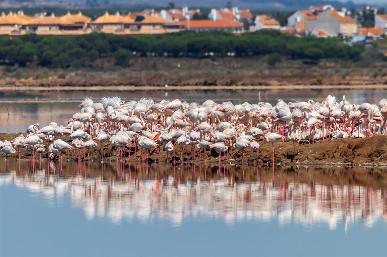 Het natuurgebied Las Marismas de Odiel, Huelva
